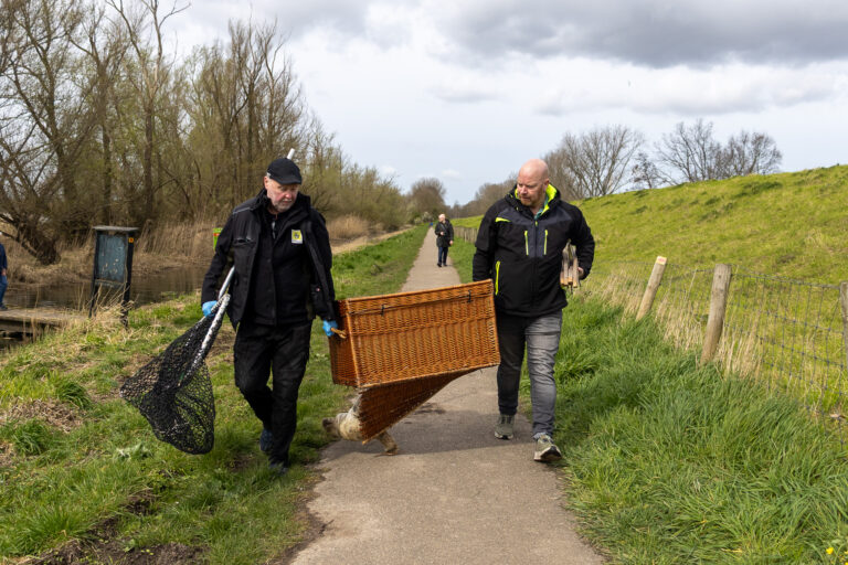 Zeehond valt uit de mand bij reddingsactie in Hoogvliet Meeuwenplaat